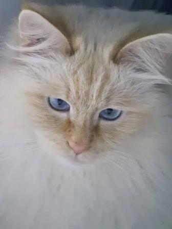 Зоогостиница/передержка