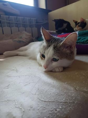 Кошки