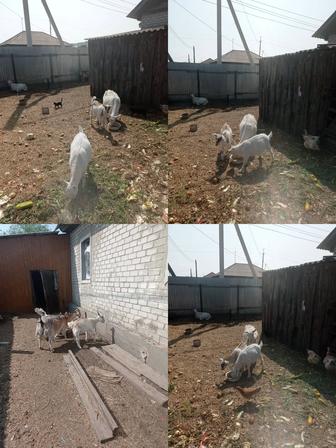 Продам козлят