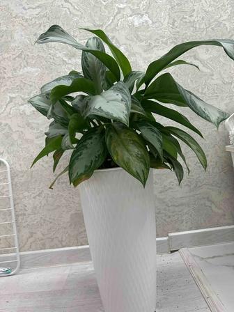 Продам цветы Аглаонема сильвербей