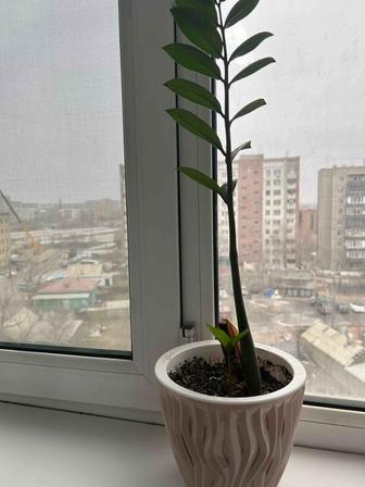 Замиакулькас