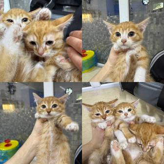 Котята ищут дом