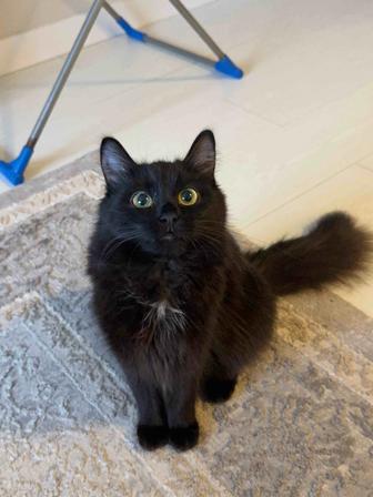 Отдам кошку в добрые руки