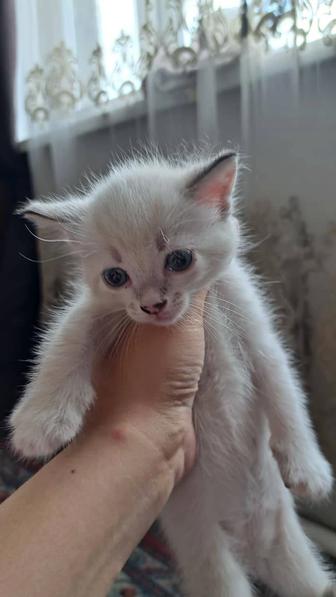 Дарю породистых котят