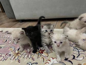 Продам котят шотландские метисы