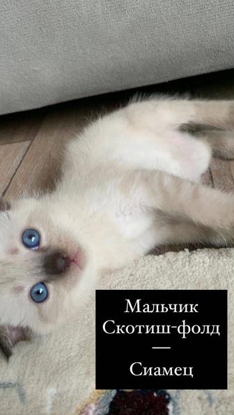 Продам котят шотландские метисы