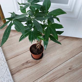 Комнатный цветок