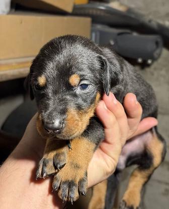 Продаютсья щенки даберман