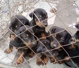 Продаютсья щенки даберман