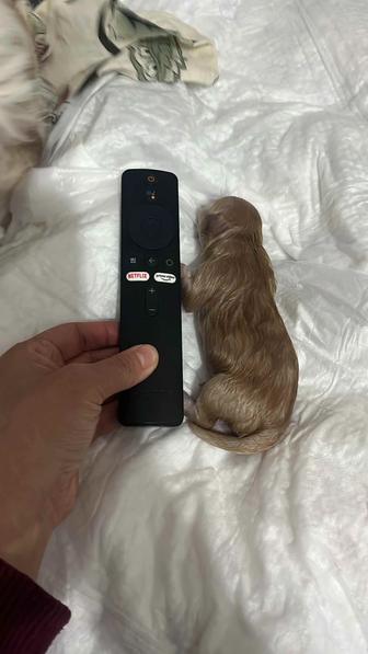 Продажа щенков