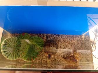 Продам черепах краснаушек