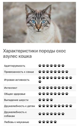 Ищет дом котенок Охос Азулес!