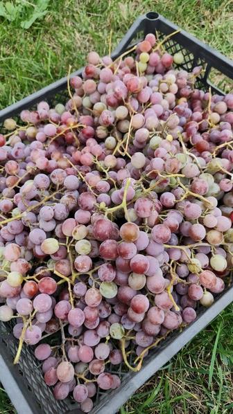 Продам виноград сорта Изабелла розовый