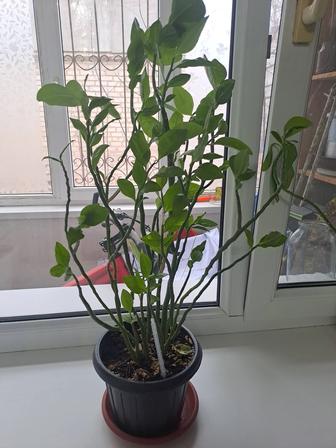 Продам цветок