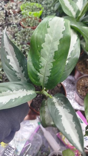 Цветы Тараз.