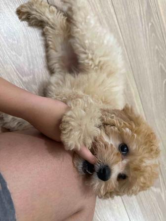 Продаю щенка породы той пудель