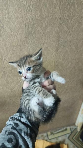 Отдам котят добрые руки