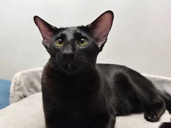 Вязка ориентального кота