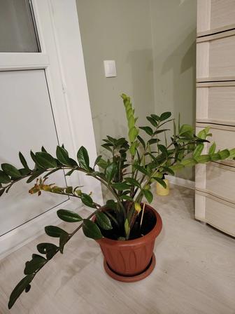 Замиокулькас