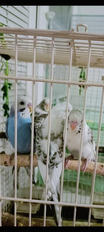 Волнистые попугаи