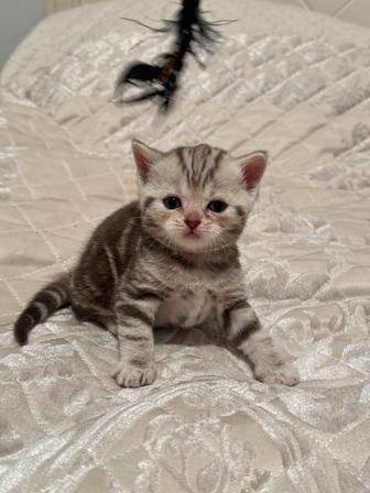 Продаю котенка