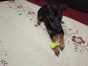 Продам щенка той терьера девочку