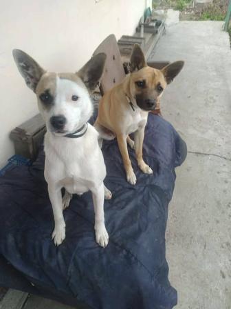 Собачки ищут дом!