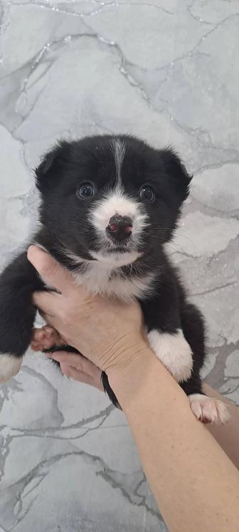 Отдам щенков в хорошие руки