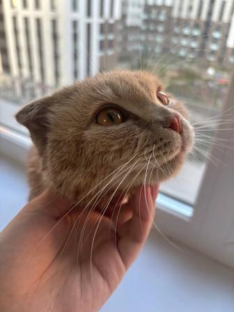 Ищем дом для кота.