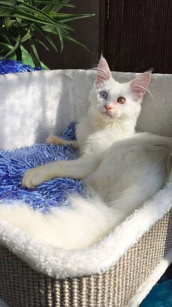 КОРОЛЕВСКИЕ Белые МЕЙН КУНЫ - котята