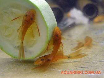 Сомик анциструс