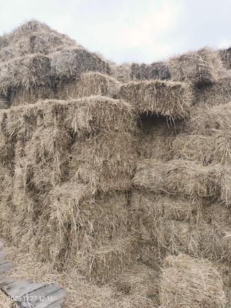 Шөп сатылады