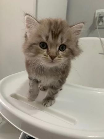 Продается котенок породистая