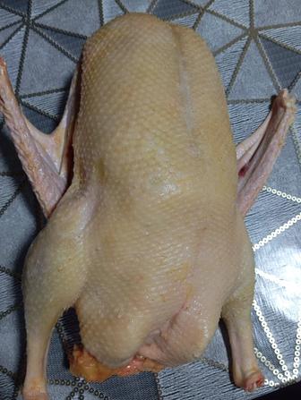 Домашние гуси