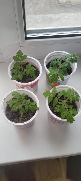 Продам рассаду помидор