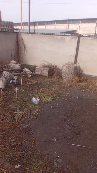 Продам Ореховые пни, натуральная древесина