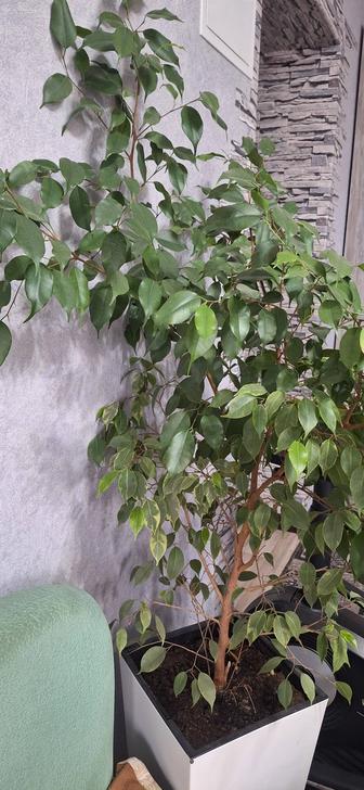 Фикус бенджамина