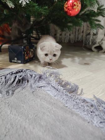 Продам котят