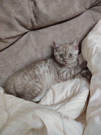 Продам котят