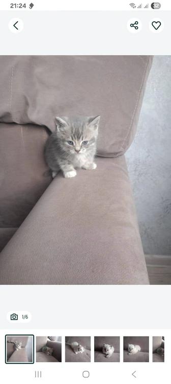 Отдам британских котят.