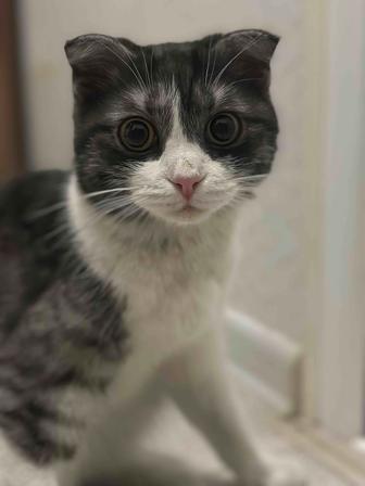 Кошка 2 года бесплатно