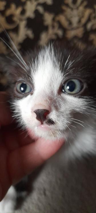 Котик Скоттиш страйт .