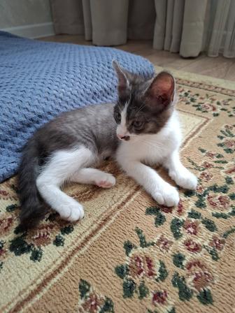 Отдам 3 месячного котенка в хорошие руки