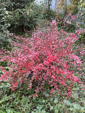 Барбарис тунберга