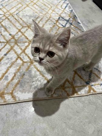 Британский котик (в подарок миска лоток И тд]