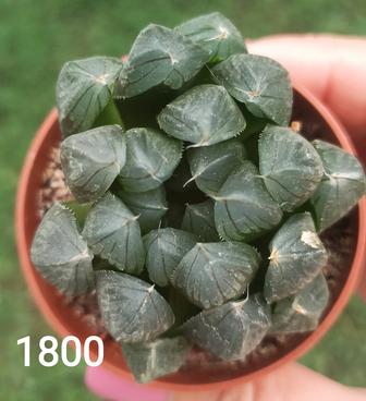 Haworthia Cooperi и другие редкие виды