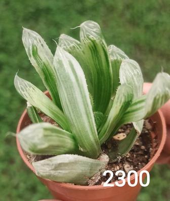 Haworthia Truncata, Maughanii, Cooperi и другие редкие виды