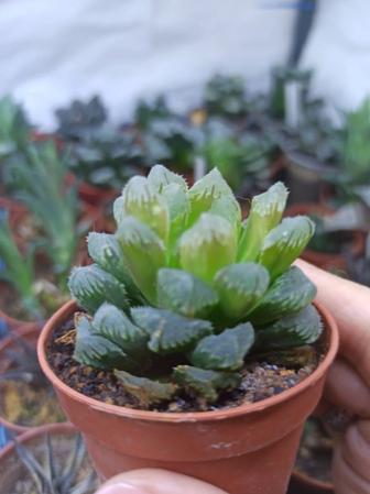 Haworthia Cooperi и другие редкие виды