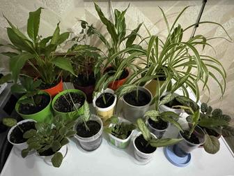 Излишки комнатных цветов недорого