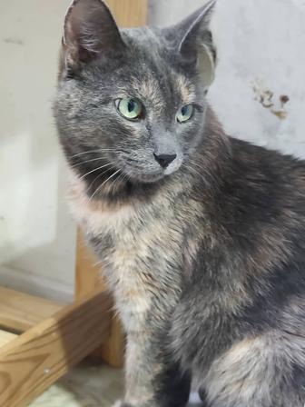 Стерилизованная кошечка Луна возраст 2 года ищет дом